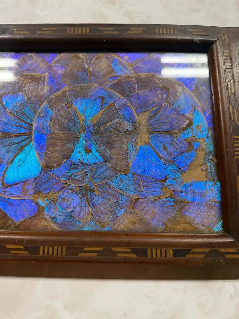 Vintage Brazilian Blue Morpho Butterfly Wing Serving Tray with Inlaid Wood Frame